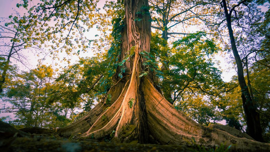 tree with big roots